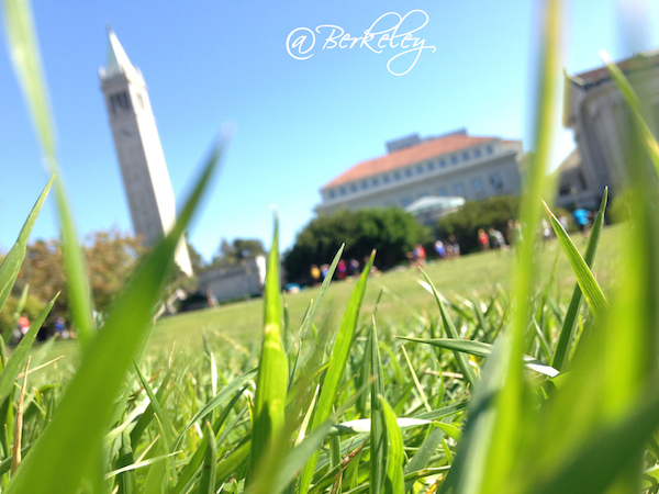 Lazy on Grass